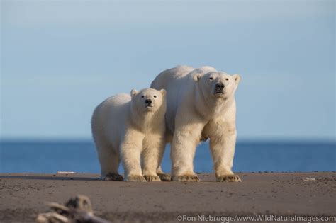 Polar bear lastik
